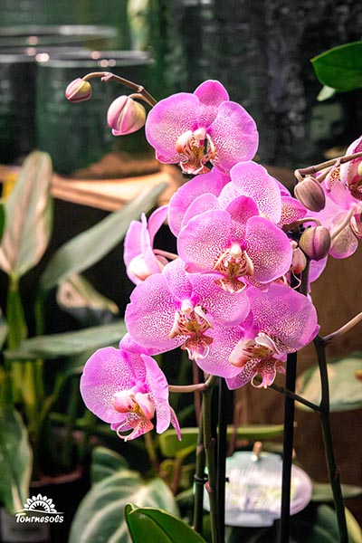 Phalaenopsis Zechondra